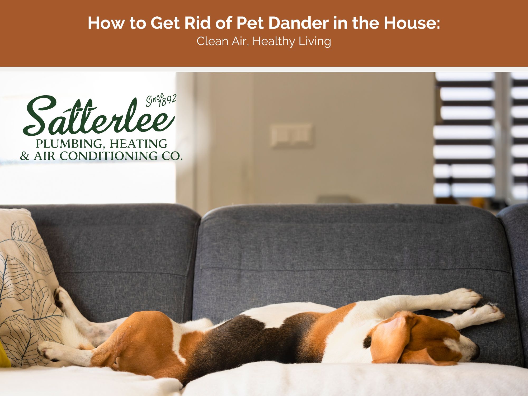 How to Get Rid of Pet Dander in the House: Clean Air, Healthy Living