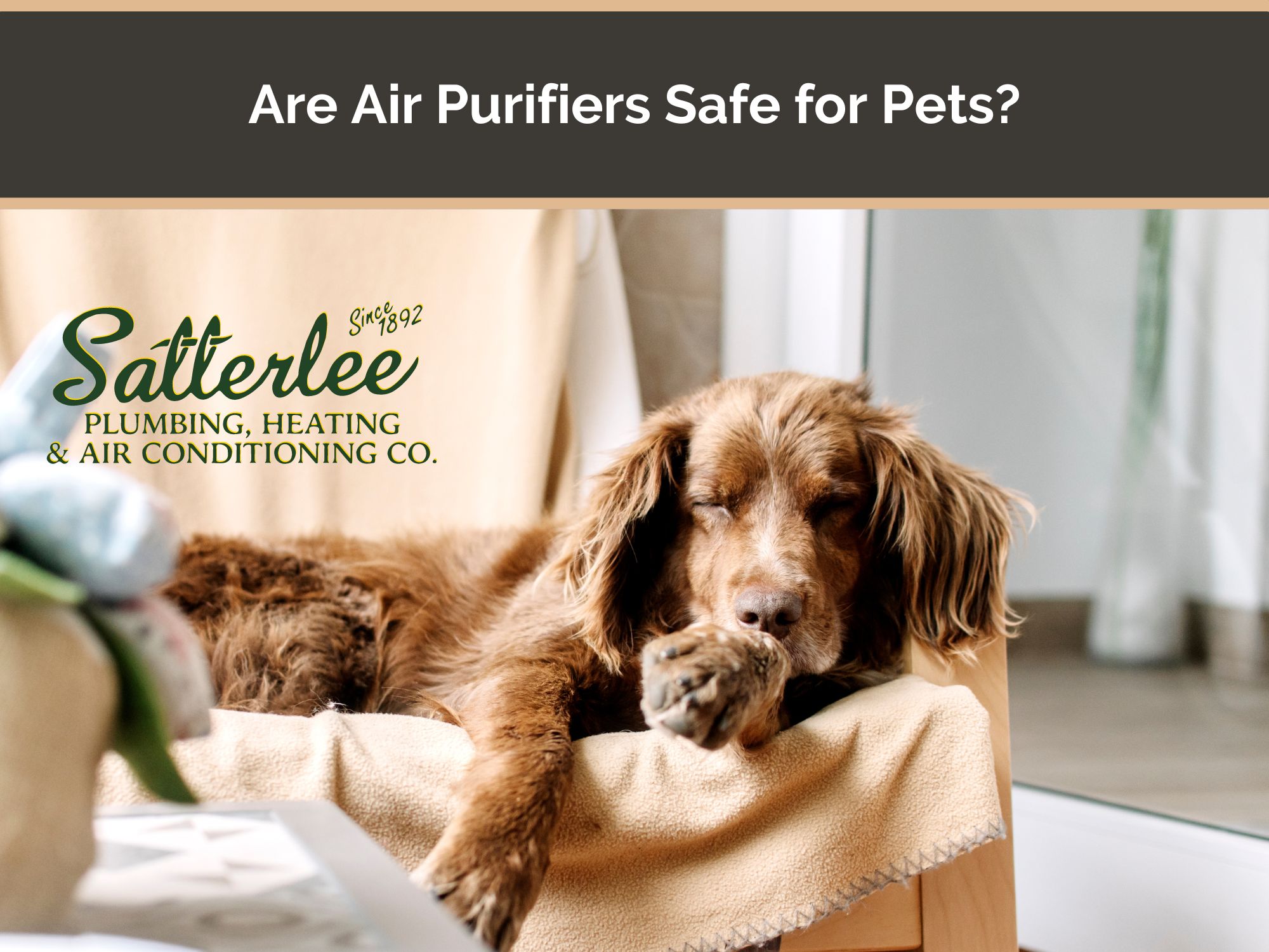 Are Air Purifiers Safe for Pets? Satterlee Plumbing, Heating & Air